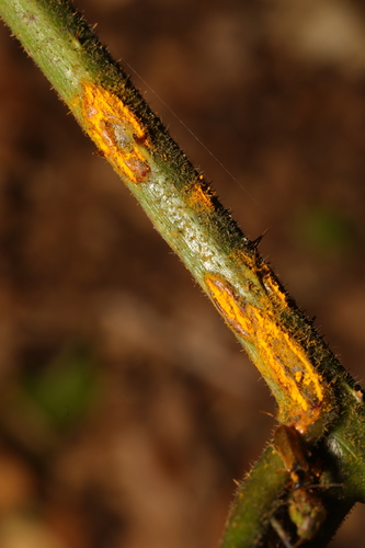 pale bramble rust