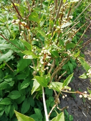 Deutzia lemoinei