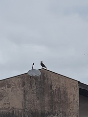 Caracara plancus