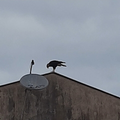 Caracara plancus