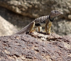 Crotaphytus vestigium