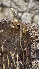 Crotaphytus vestigium