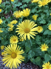 Doronicum