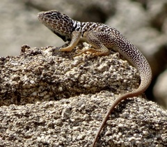 Crotaphytus vestigium