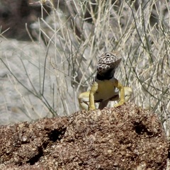 Crotaphytus vestigium