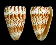 Conus caracteristicus