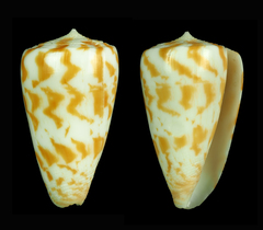 Conus caracteristicus
