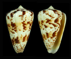 Conus caracteristicus
