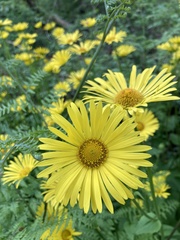 Doronicum pardalianches