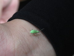 Phyllobius brevitarsis