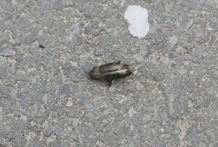 Prionychus melanarius