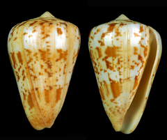 Conus caracteristicus
