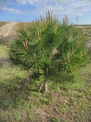 Pinus pinea