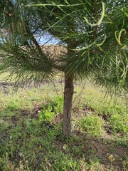 Pinus pinea