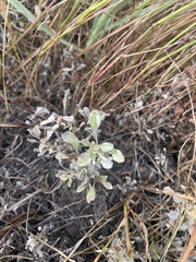 Hesperevax sparsiflora