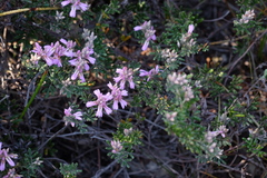Indigofera praetermissa