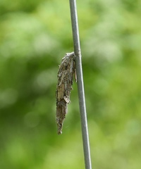 Canephora hirsuta