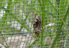Canephora hirsuta
