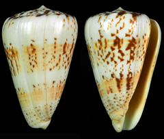 Conus caracteristicus