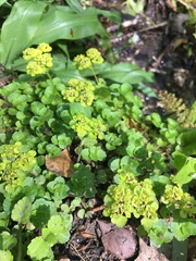 Chrysosplenium oppositifolium