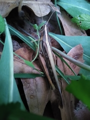 Schistocerca americana