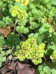 Chrysosplenium oppositifolium