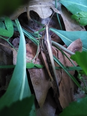 Schistocerca americana