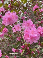 Rhododendron mucronulatum
