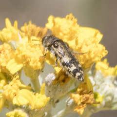 Acmaeodera hepburnii