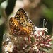 Argynnis callippe macaria - Photo (c) JJ Johnson, some rights reserved (CC BY-NC), uploaded by JJ Johnson