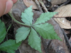 Tetrastigma obtectum glabrum