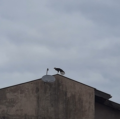 Caracara plancus
