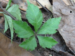 Tetrastigma obtectum glabrum