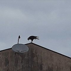 Caracara plancus