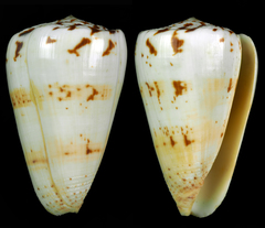 Conus caracteristicus