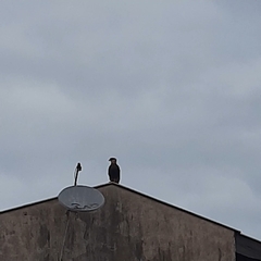 Caracara plancus