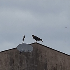 Caracara plancus