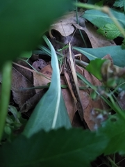 Schistocerca americana