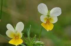 Viola lutea