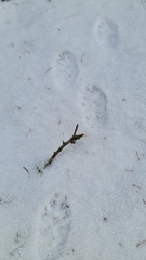 Vulpes vulpes crucigera