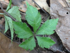 Tetrastigma obtectum glabrum