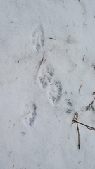 Vulpes vulpes crucigera