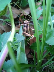 Schistocerca americana