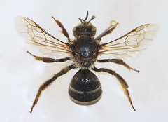 Lasioglossum albocinctum
