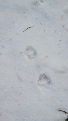 Vulpes vulpes crucigera