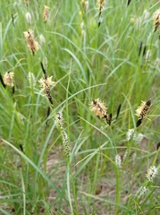Carex melanostachya