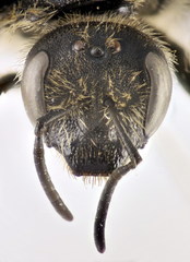 Lasioglossum albocinctum