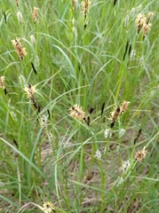 Carex melanostachya