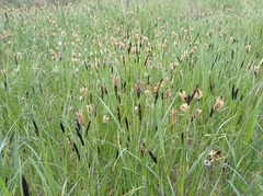 Carex melanostachya
