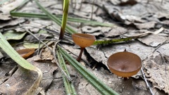 Dumontinia tuberosa